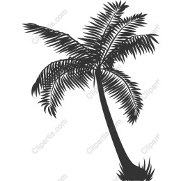 Tropical Palm Tree
