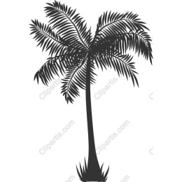Tropical Palm Tree