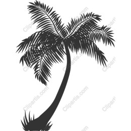 Tropical Palm Tree
