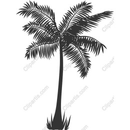 Tropical Palm Tree