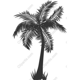Tropical Palm Tree