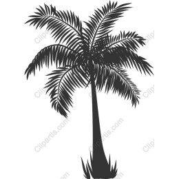Tropical Elegance: Palm Tree