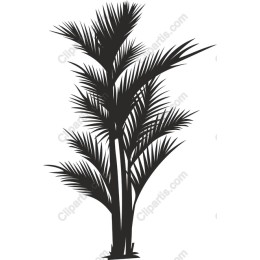 Tropical Palm Plant