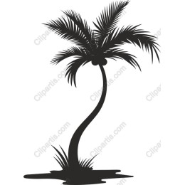 Black Palm Tree