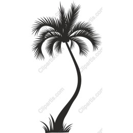 Tropical Palm Tree