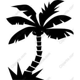Palm Tree