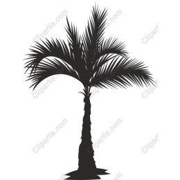 Tropical Palm Tree