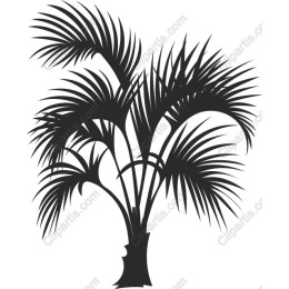  Palm Tree