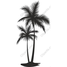 Tropical Palm Tree