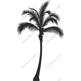 Black Palm Tree