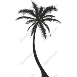 Elegant Palm Tree
