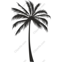 Tropical Palm Tree