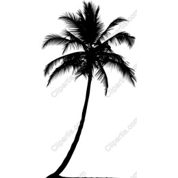 Tropical Palm Tree