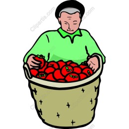 Tomato Harvest Farmer