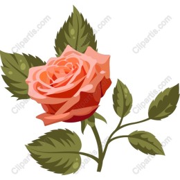 Peach Rose