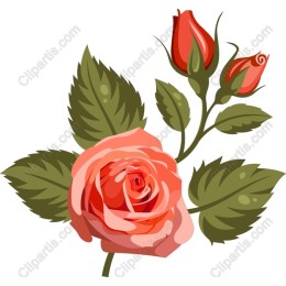 Romantic Rose