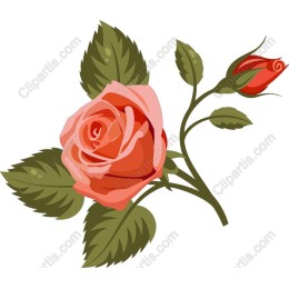 Elegant Pink Rose