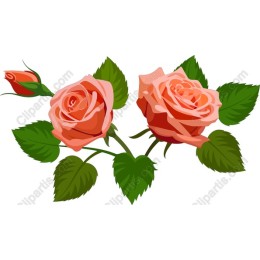 Peach Elegance: Roses