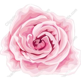 Elegant Pink Rose
