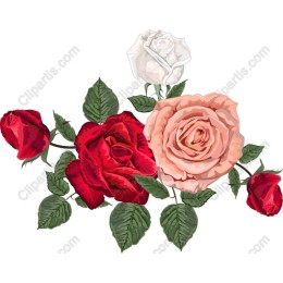 Elegance in Bloom - Premium Rose