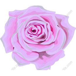 Exquisite Pink Rose