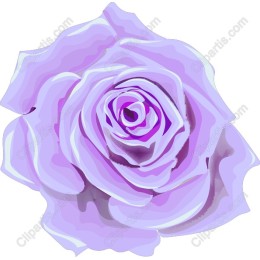 Lilac Rose