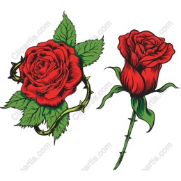 Elegant Red Roses