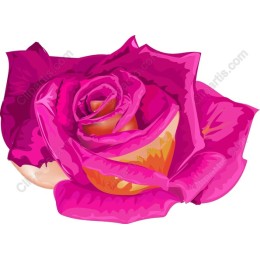 Exquisite Pink Rose
