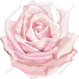 Soft Pink Rose