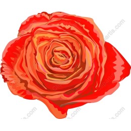 Floral Elegance: Red Rose