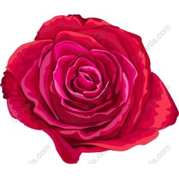 Vibrant Red Rose
