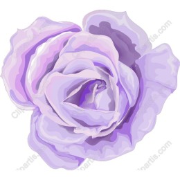 Elegant Lavender Rose