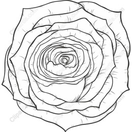 Elegant Rose