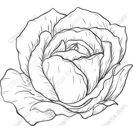 Elegant Hand-Drawn Rose