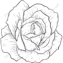 Elegant Hand-Drawn Rose