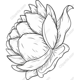 Elegant Lotus Flower