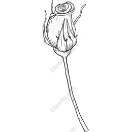 Elegant Rose Sketch