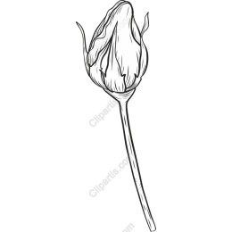 Elegant Rosebud