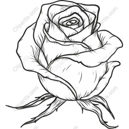 Elegant Hand-Drawn Rose