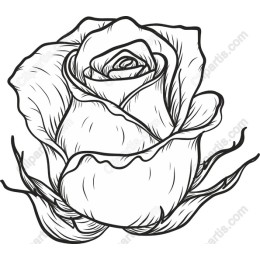 Exquisite Hand-Drawn Rose