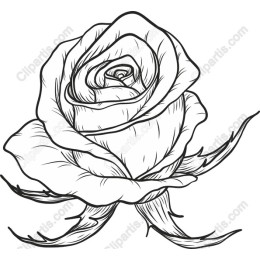 Elegant Hand-Drawn Rose