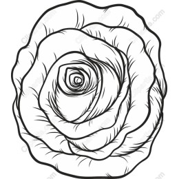 Elegant Rose