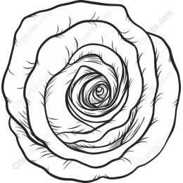 Elegant Rose