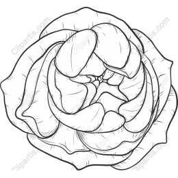 Elegant Hand-Drawn Rose