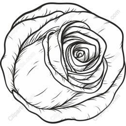 Elegant Rose