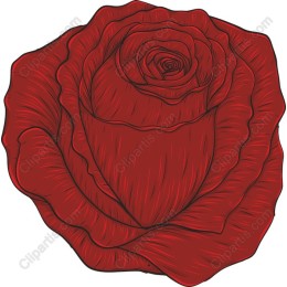 Exquisite Red Rose