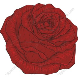 Elegant Red Rose