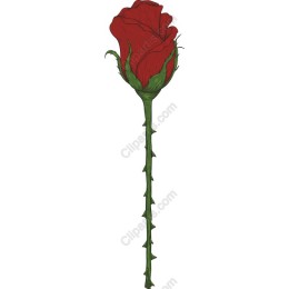Red Rose