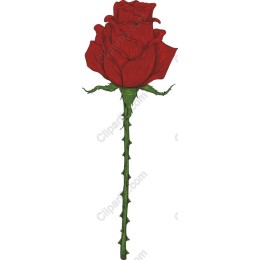 Elegant Red Rose