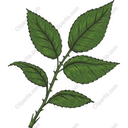 Green Rose Leaf